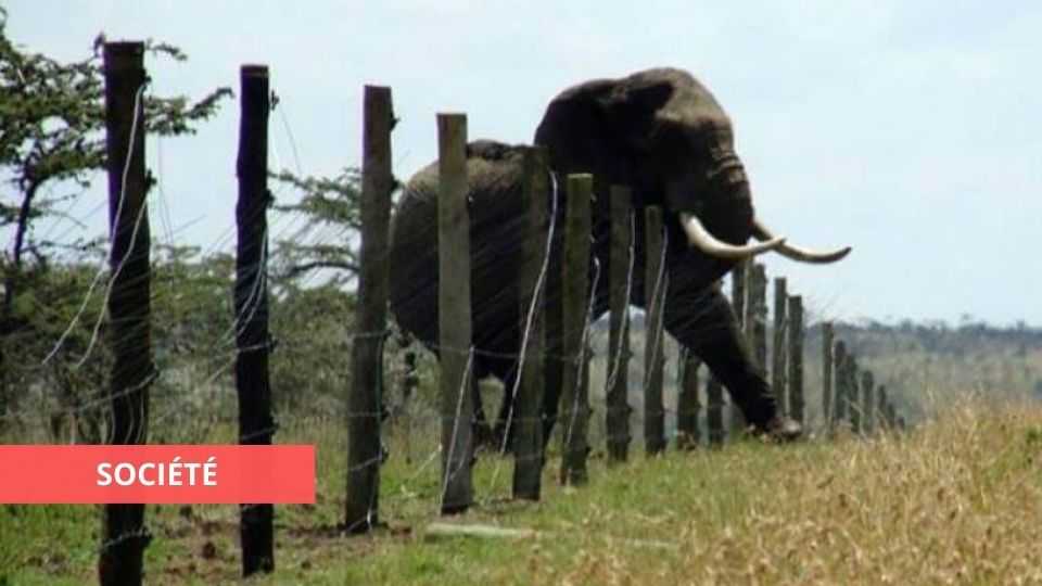 Medias241.com-GABON-SOCIÉTÉ : UNE FEMME TUEE PAR UN ELEPHANT A FRANCEVILLE