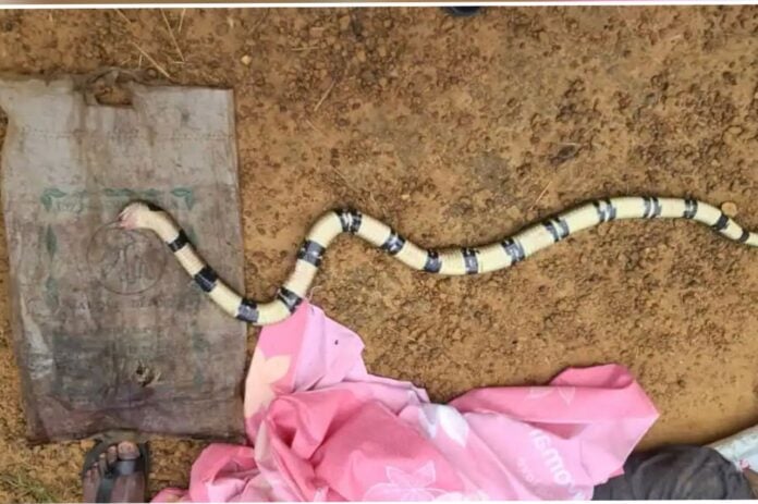 Medias241.com-GABON-Nyanga : Un ressortissant congolais décède après une morsure de serpent