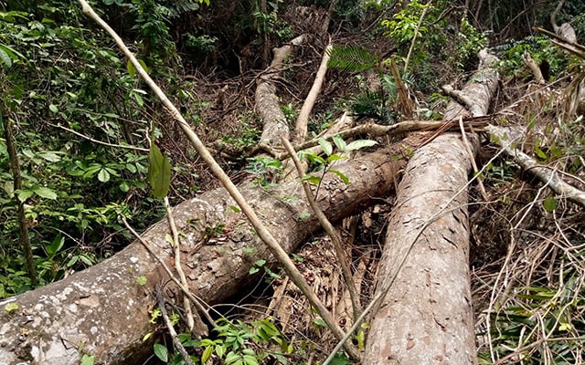 Medias241.com-GABON-Tchibanga : Un chasseur finit écrasé par un arbre