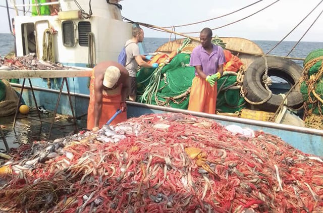 Medias241.com-GABON-Gabon : probable reprise de la pêche des crevettes cette année