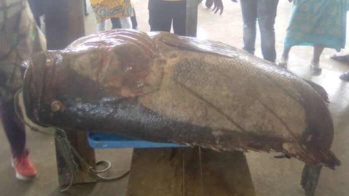 Medias241.com-Gabon-Gabon : un mérou de 138 kg capturé aux larges de Libreville